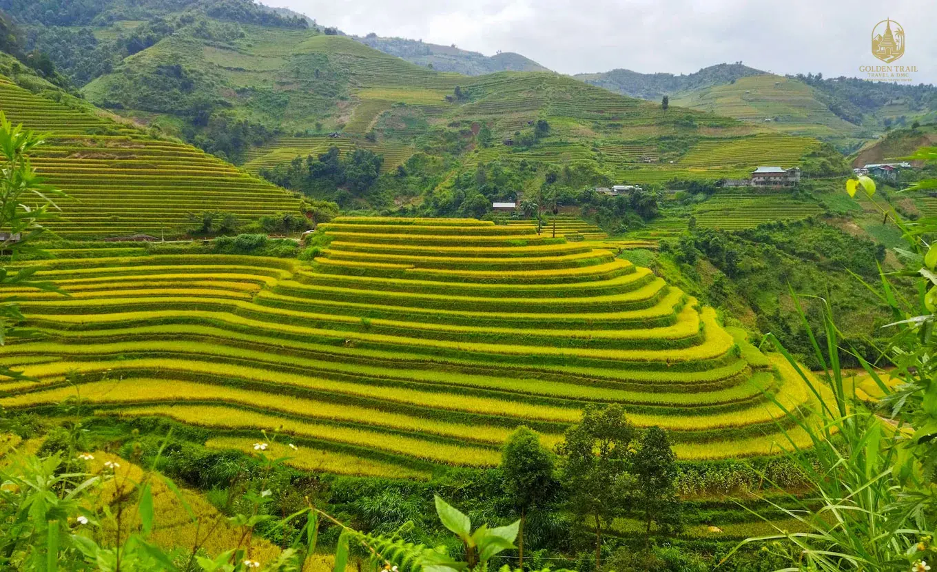 5-Day Epic Hoang Su Phi Trek: Conquer Vietnam's Breathtaking Rice Terraces & Authentic Homestay Journey